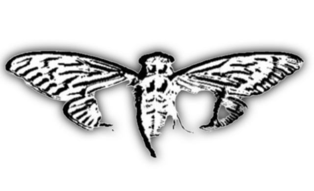 Cicada